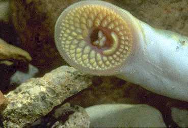 Case history #9 the Lamprey and the Mackerel A lamprey is a jawless fish that lives in the surface waters of the ocean. A Mackerel is an ocean fish that can swim fast and dive fairly deep.