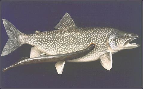 Case history #10: the Lamprey and the Lake Trout How should you score the Lamprey +, --, 0, or RIP? How should you score the Lake Trout +, --, 0, or RIP?