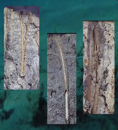 What type of depositional environment? Fossile roots?