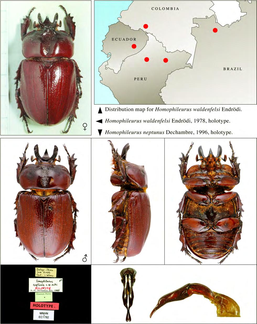 SYNONYMY IN HOMOPHILEURUS INSECTA MUNDI 0146, October 2010 3 Plate 1.