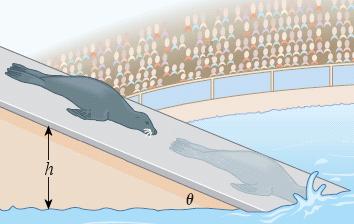 5. A 111-kg seal at an amusement park slides from rest down a ramp into the pool. The top of the ramp is 1.75 m higher than the surface of the water and the ramp is inclined at an angle of 6.