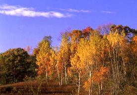 Temperate Deciduous Forest(cont.) Adapta4ons PLANTS Growth in layers Higher diversity than boreal forest.