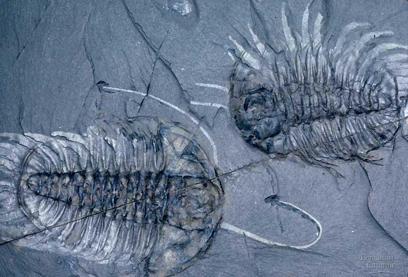 Darwin s Observations Both Living Organisms & Fossils collected Fossils included: Trilobites