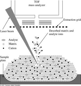 MALDI (1988): Soft Ionization Method MALDI makes it possible to introduce large biomolecules into vaccum without fragmentation Provides accurate molecular mass. Relative error of 0.1-0.