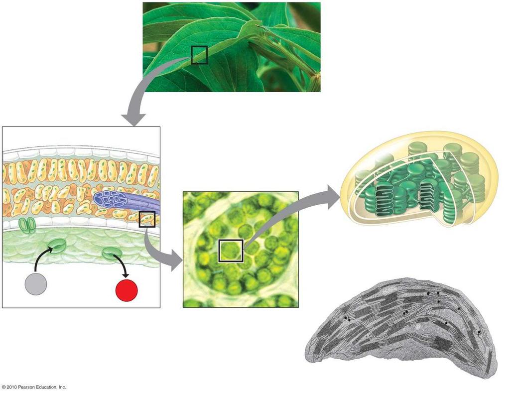 Inner membrane Outer Chloroplast membrane Vein Granum Stroma O2 Leaf