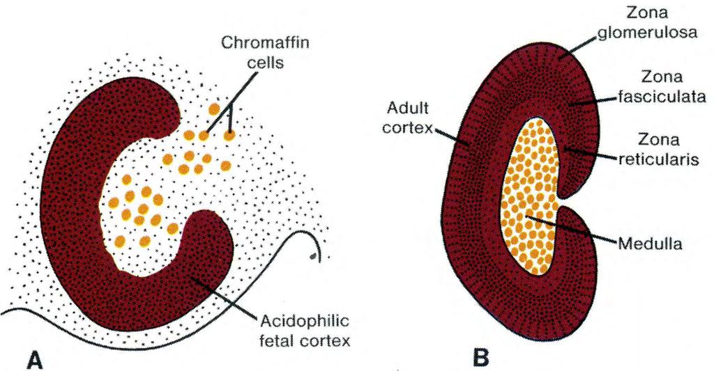 Development of adrenal medulla Chromaffin cells are of