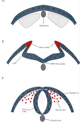 Induction of the vertebrate nervous system Cross-sectional views Greek, outer ; Greek, skin time After gastrulation the ectodermal and mesodermal layers approach closely Neural Neural folds Greek,