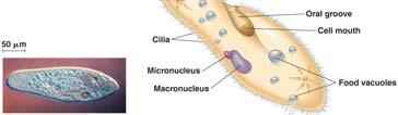 micronuclei Ciliates Marine algae Photoautotrophs and heterotrophs Hairy flagella Diatoms Unicellular Wall of