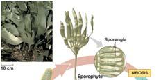 Previously classified as fungi Hyphae Cellulose cell walls Chitin in fungi No plastids Decompose or parasitize