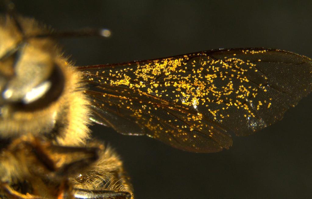 Figure 3. Pollen grains from the Wachendorfia paniculata adhering to the wing of a honey bee 5. How Does Dilatris Work? Dilatris is in the same family as Wachendorfia (Haemodoraceae).