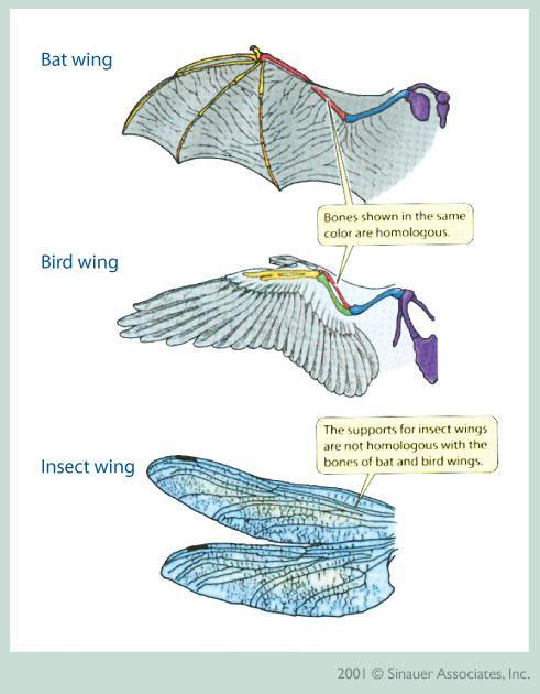Examples of analogous structures include: Insect wings and bird/bat