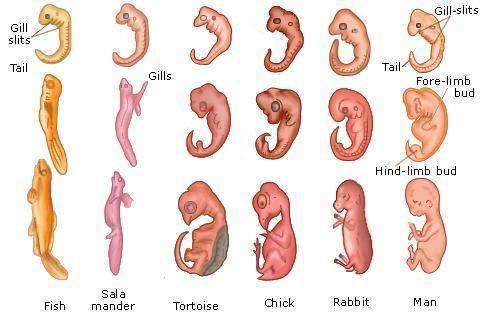 Comparative Embryology http://bioweb.cs.