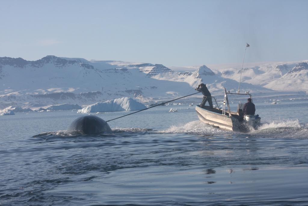 Our primary accomplishment for the second year of the project was the instrumentation of 44 whales with satellite tags between April and June in Disko Bay (Fig.