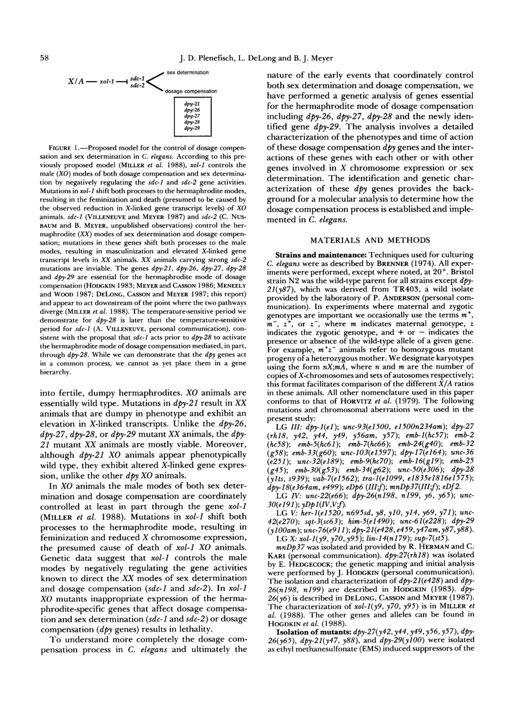 58 J. D. Plenefisch, L. DeLong and XIA - xol-1 "I < sex determinatlon dosage compensation dpy-21 dpy-26 dpy-27 dpy-28 dpy-29 FIGURE 1.