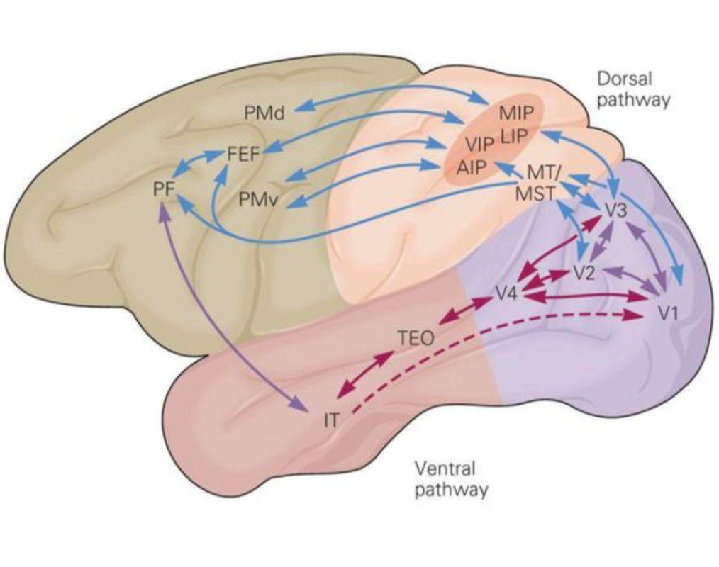 Background: Signal Relay Starting from V1 primary visual cortex,