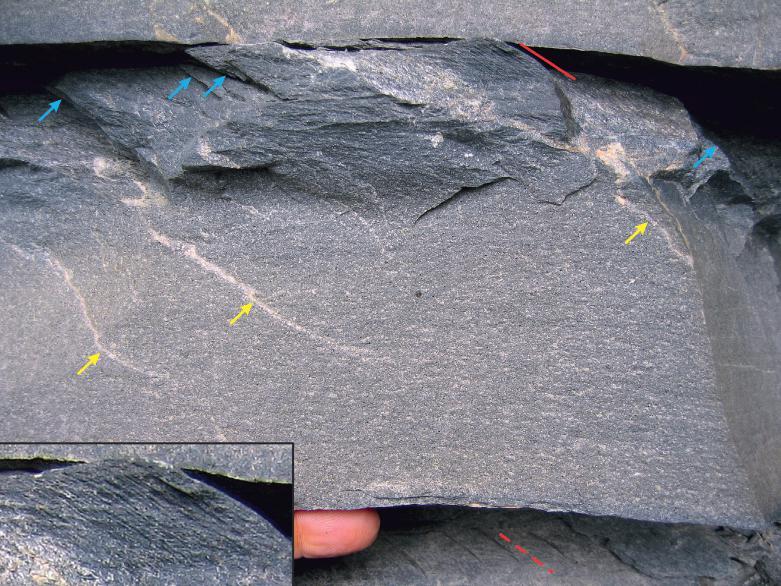 Foliation, cleavage, lineation 151 Figure 15.2 (Continued) of garnet, biotite, and albite.