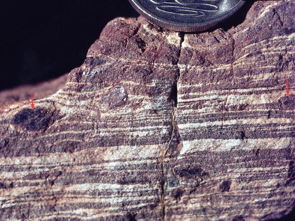 As rock folding progressed, cleavage in the pelitic layer continued to develop and remained approximately parallel to the fold axial surface (parallel to the blue line).
