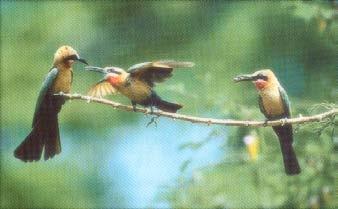 Communal breeding in birds & mammals... Extreme altruism.