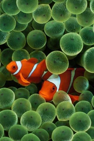 Clown fishes are usually found in the stinging tentacles of a sea anemone.
