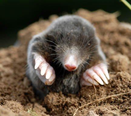 mole Mole Day is