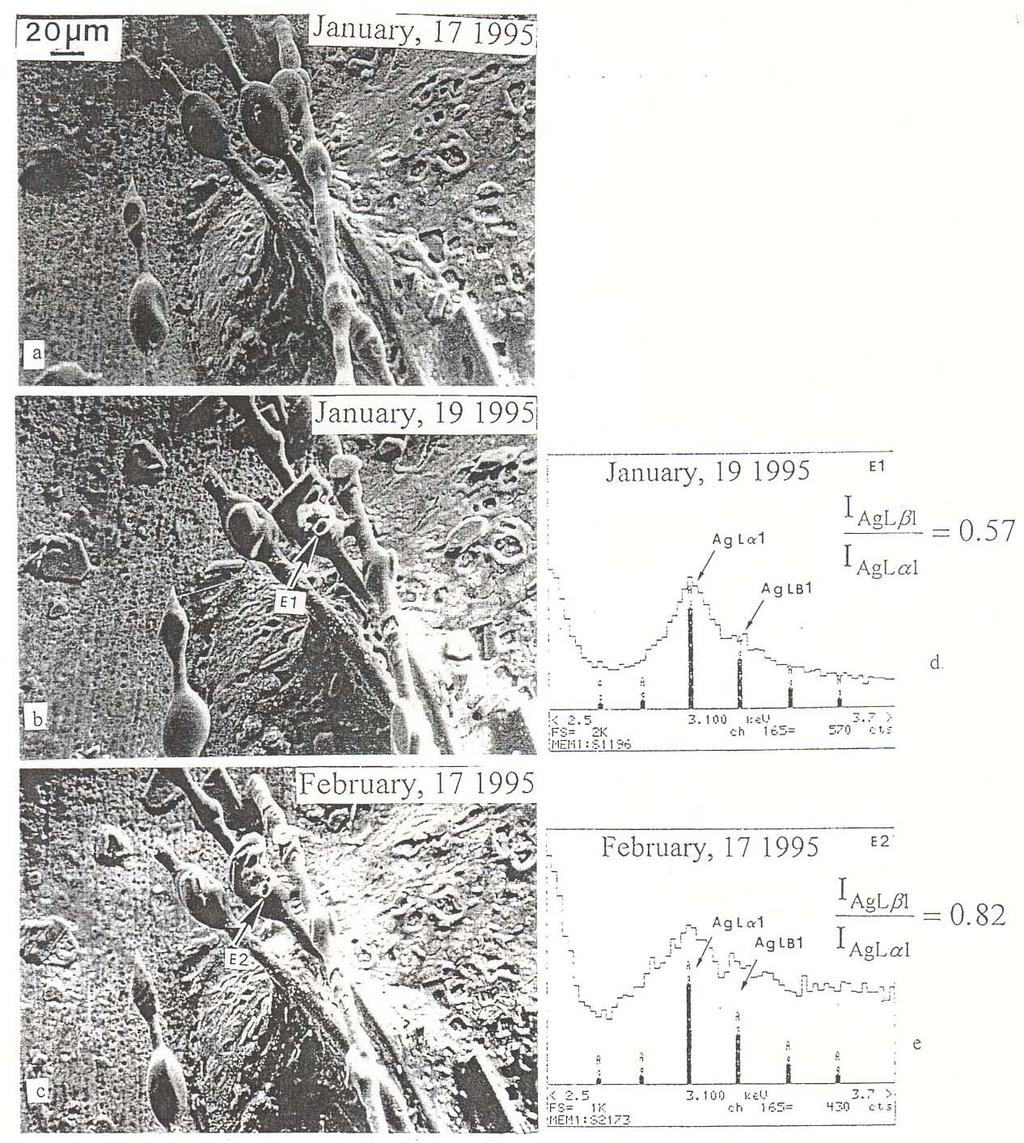 Fig. 5(a-c). Changes in morphology of fibers which formed on a Pd cathode during electrolysis.