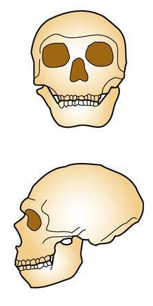 sapiens neanderthalensis.