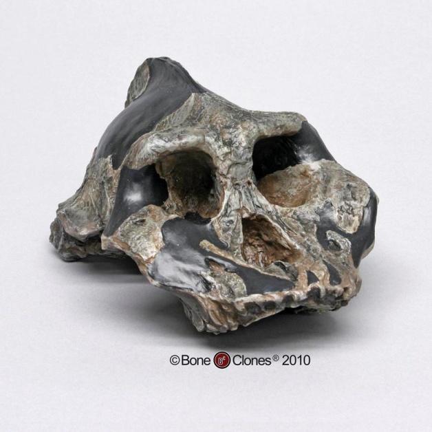 Australopithecines EXTINCT APES Australopithecus africanus Skull Sts 5