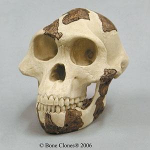 aethiopicus Skull KNM-WT 17000 Australopithecus boisei Skull KNM-ER 406