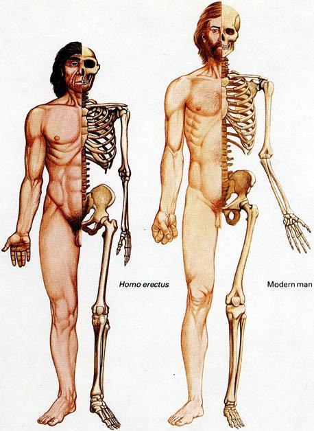 Homo erectus Modern