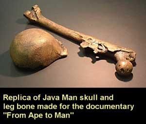 Homo erectus - Java man (Pithecanthropus erectus) Found by