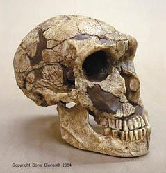 Skull SK-48 Australopithecus boisei Skull