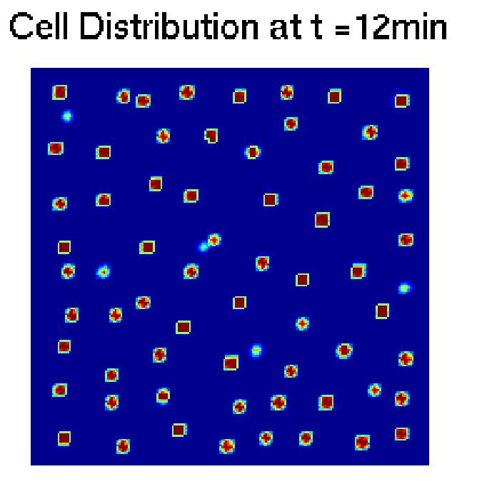 Int. J. Mol. Sci. 2013, 14 9234 cell is simulated by a Monte Carlo method while the reaction-diffusion equations are solved with an alternating direction method.