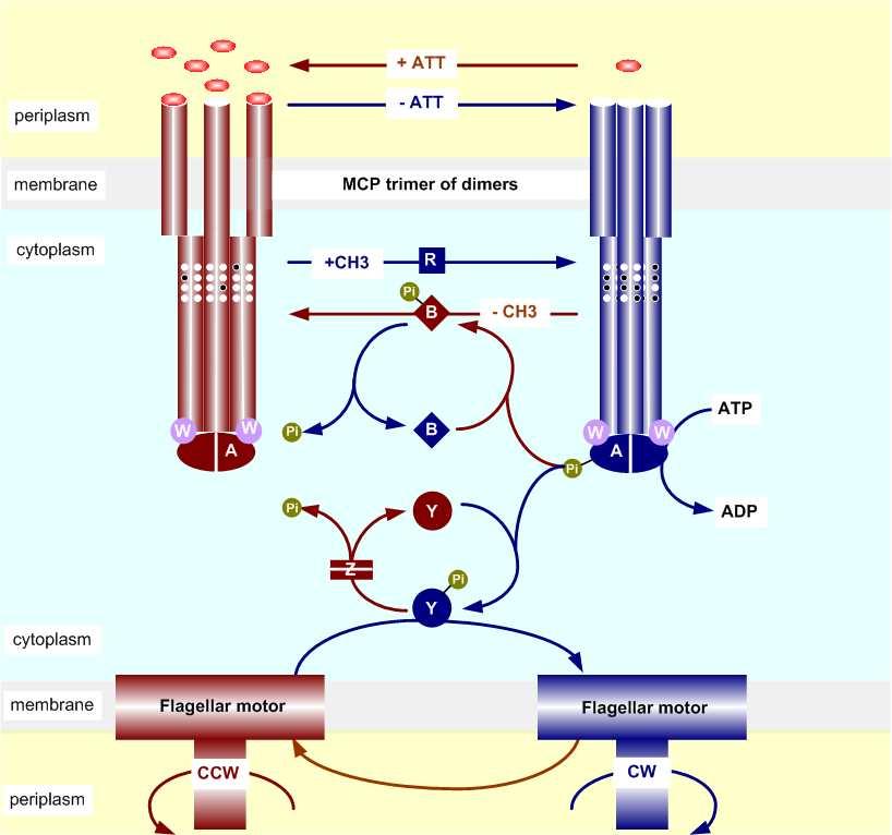 Int. J. Mol. Sci. 2013, 14 9209 Figure 2. A schematic of the signal transduction pathway in E. coli.