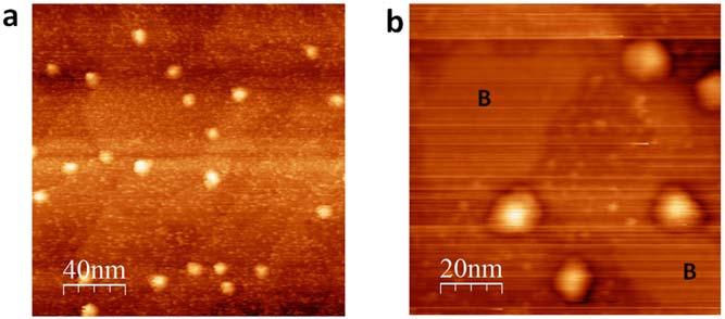 5. Air exposure of 2D boron Supplementary Figure 5 STM images taken on the 2D boron on Ag(111) surface which were first exposed to air and then transferred back into UHV chamber: (a) without degas.