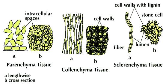 25 m Cell wall Parenchyma