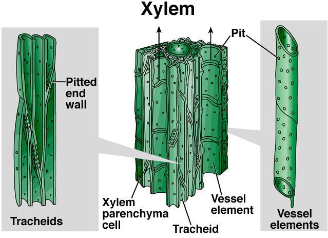 Common Types of Plant Cells WATER-CONDUCTING