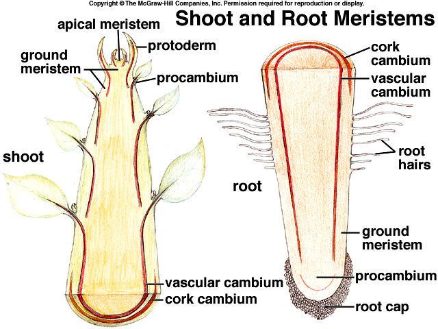 (b) Lateral Meristematic Tissue Lateral Meristem responsible for lateral growth and they produce the secondary tissues which constitute the secondary plant body Lateral meristems are called cambia