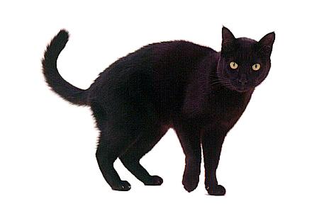 In times past many believed that witches could change into cats nine times which may be the origin of the superstitious belief that cats have nine lives.
