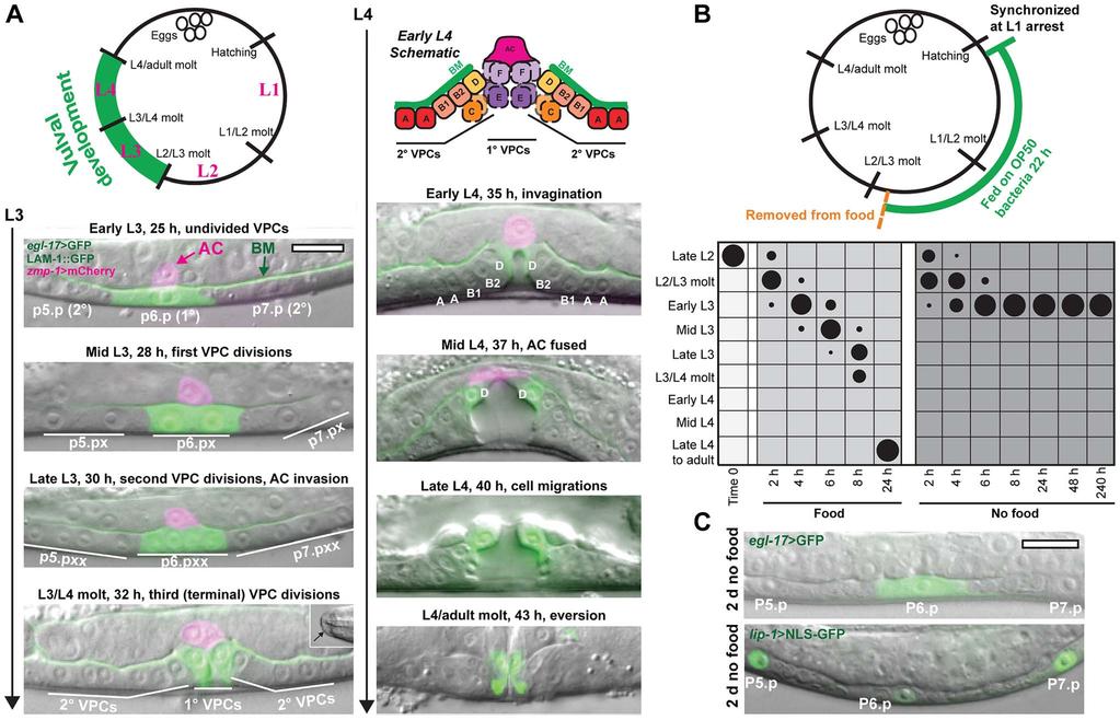 Figure 1. Removal from food induces arrest in vulval development early in the L3 stage. (A) Vulva development in the L3 and L4 larval stages. The 1u-fated vulval precursor cell (VPC), P6.