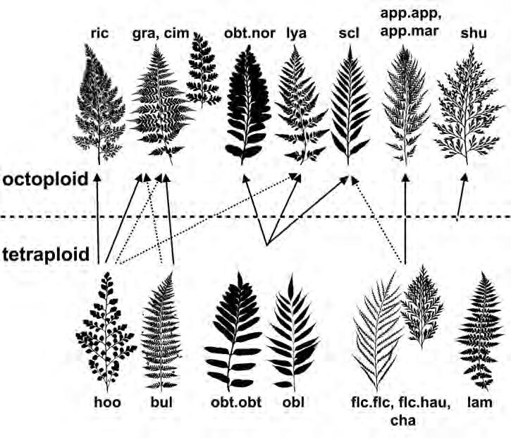 PERRIE & BROWNSEY: NEW ZEALAND ASPLENIUM REVISITED 239 bulbiferum is then restricted to tetraploid plants, and is endemic to New Zealand.