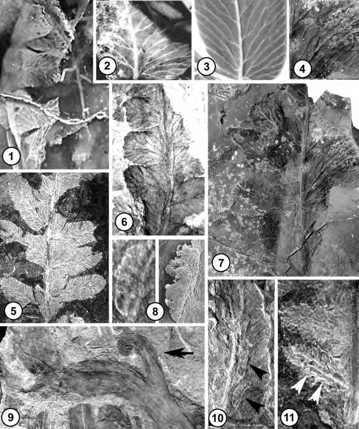 PIGG et al.: FILICALEAN FERNS OF western NORTH AMERICA 281 Figures 1,2. Osmunda wehrii pinnules from Yakima Canyon, Middle Miocene, Washington, USA, Figure 1.