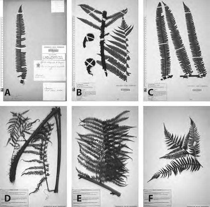 JANSSEN: TREE FERN HERBARIUM SPECIMENS 353 Figure 5. Herbarium specimens of tree ferns. (A) The holotype of Cyathea orthogonalis Bonap. from Madagascar consists of a single pinna (Baron 6126, P).