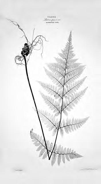 dyer: HENRY BRADBURY'S FIRST NATURE-PRINTS OF FERNS 69 mention of Bree s Fern in the later work.
