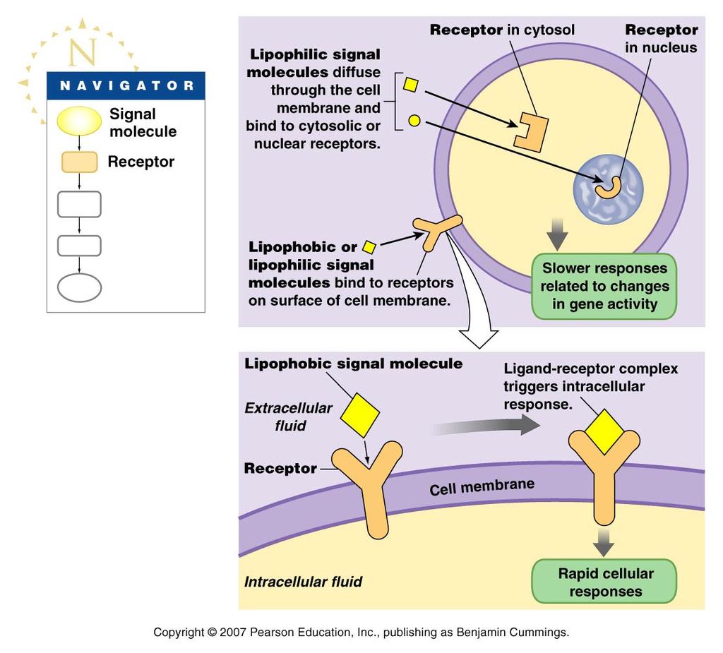 ignal transduction ( receptors ) Receptor Classification based