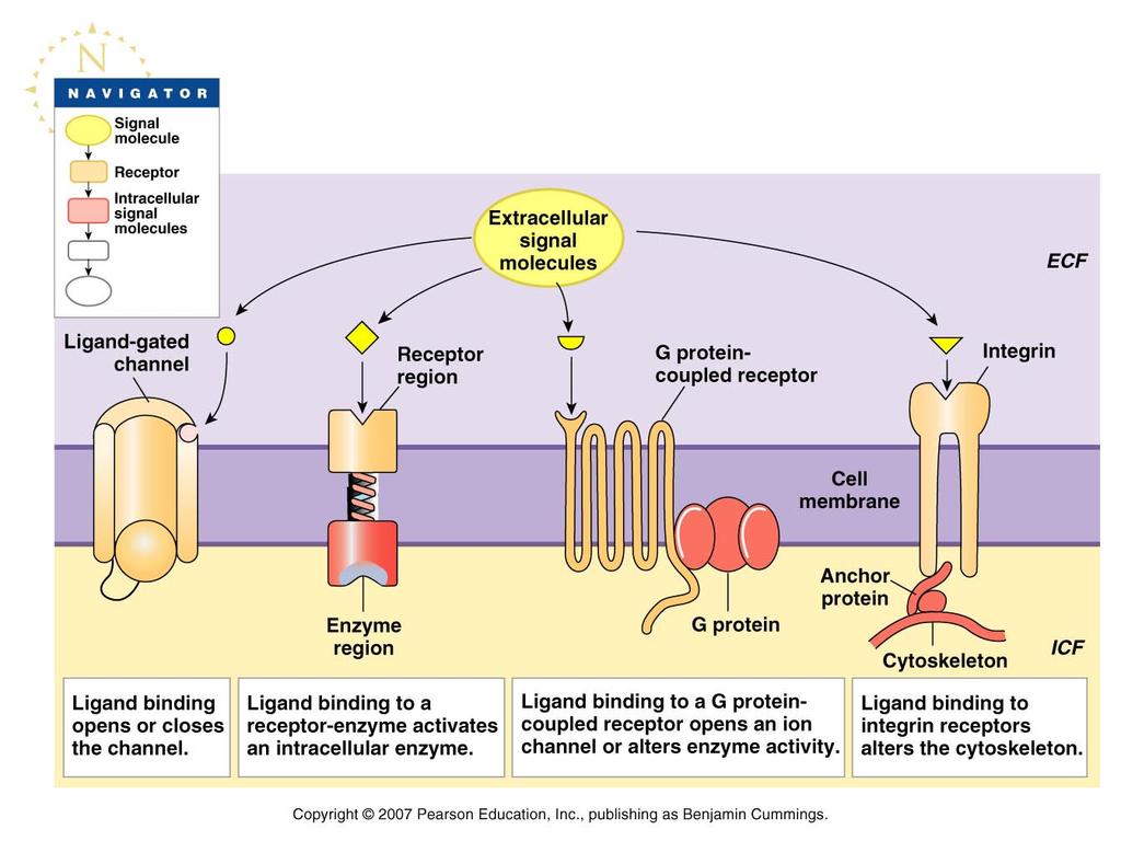 ignal transduction ( receptors ) signal