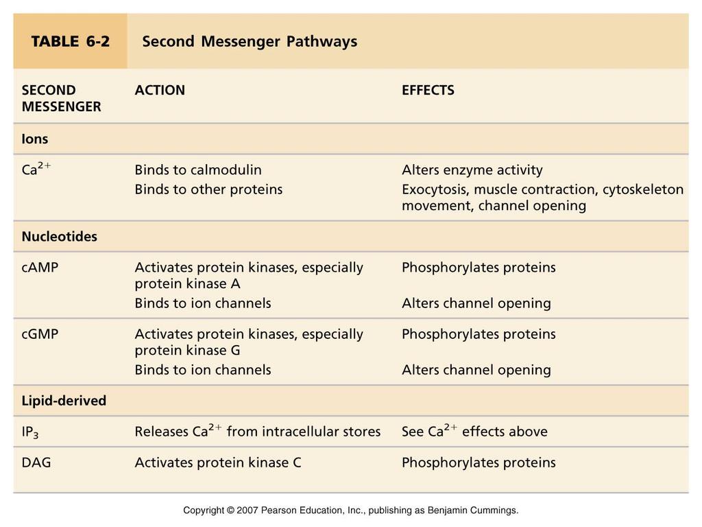 enzymes 2 nd messengers 16