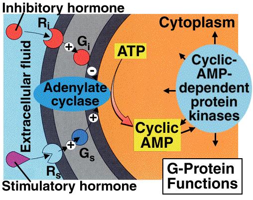 natriuresis) through cgmp production keep cation channels open (natriuresis) concepts of membrane receptors link to integrators,
