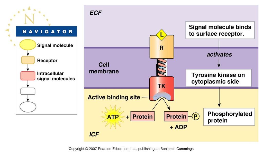 ignal transduction ( paths ) other membrane receptor pathways use tyrosine-kinase instead of AC (camp).