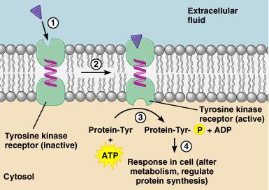 receptor COOH terminal = enzyme JAK kinases other membrane receptor pathways use tyrosine-kinase