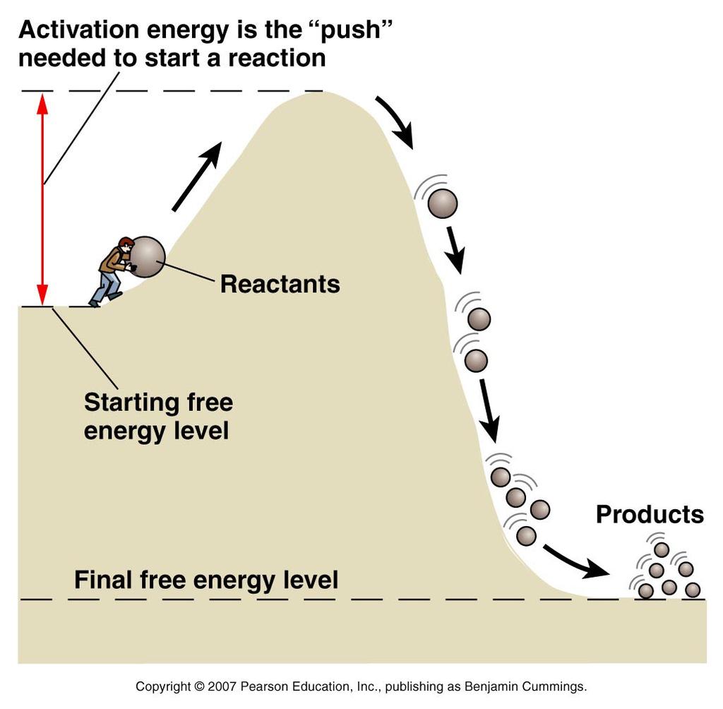 Feedback Regulation ( energy ) A life runs against a thermodynamic equilibrium energy is used to generate work to keep life alive the need of potential energy stores due to sporadic